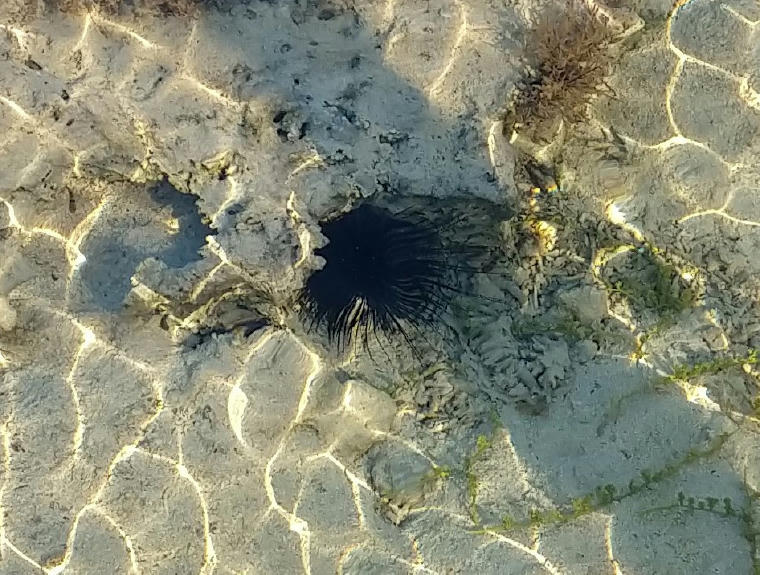 Sea Urchin